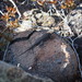 Western Fence Lizard