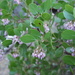 greenleaf manzanita