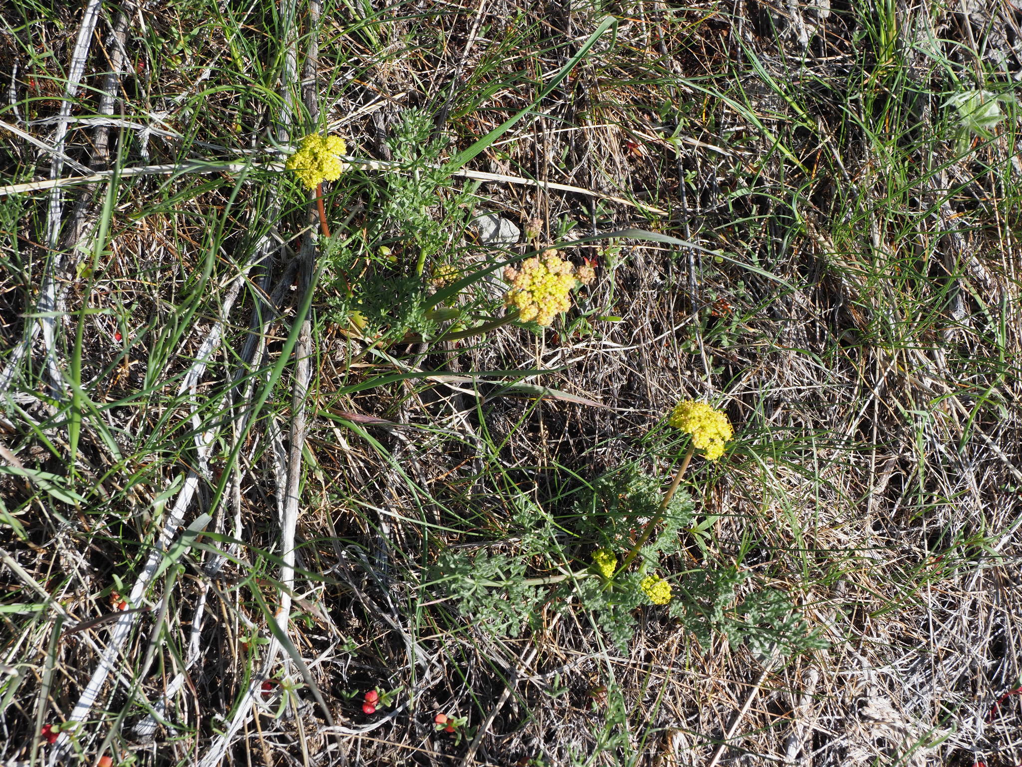 Lomatium donnellii