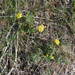 Donnell's Biscuitroot