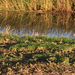 Killdeer