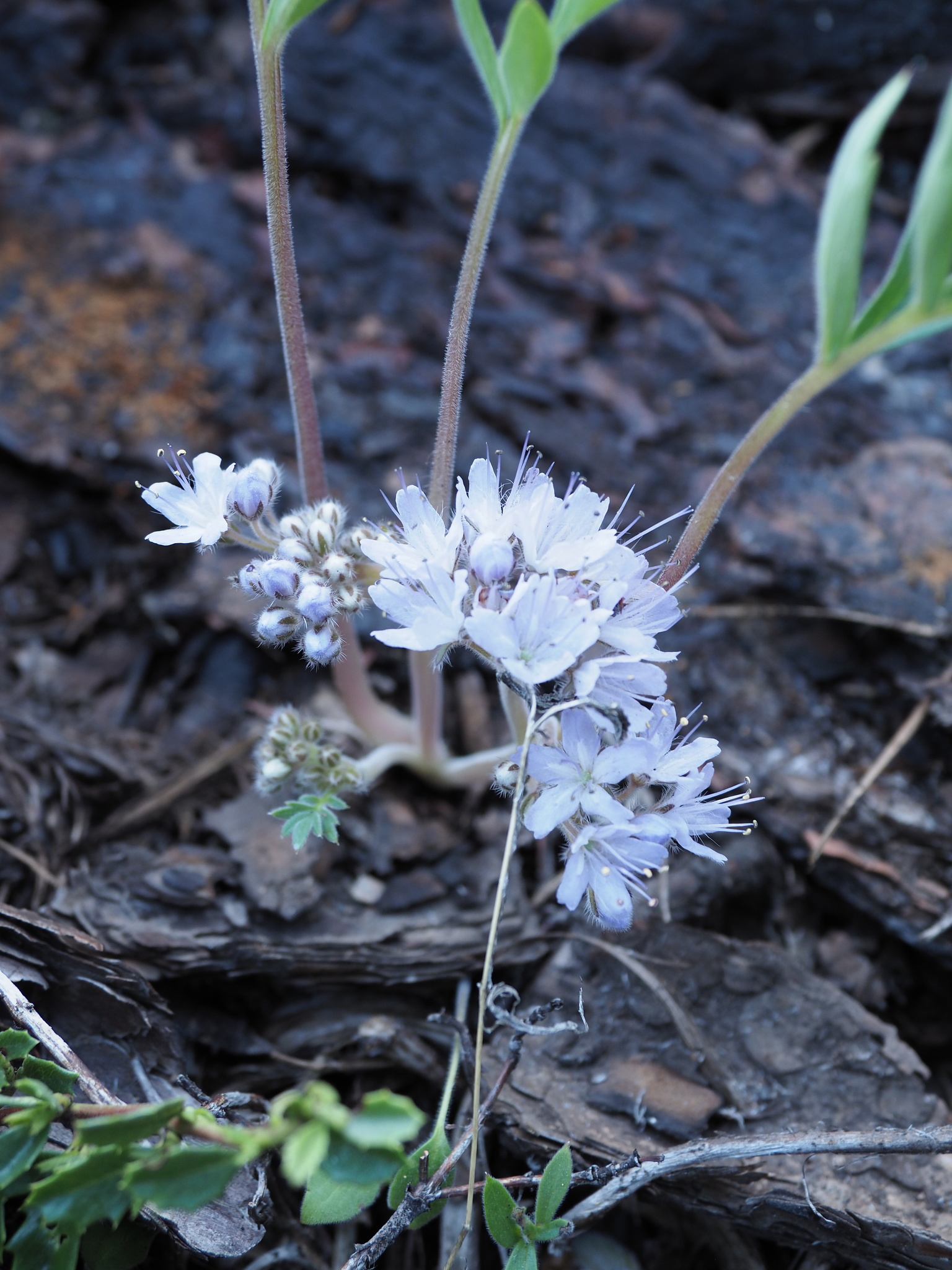 Hydrophyllum
