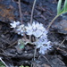 Waterleaves