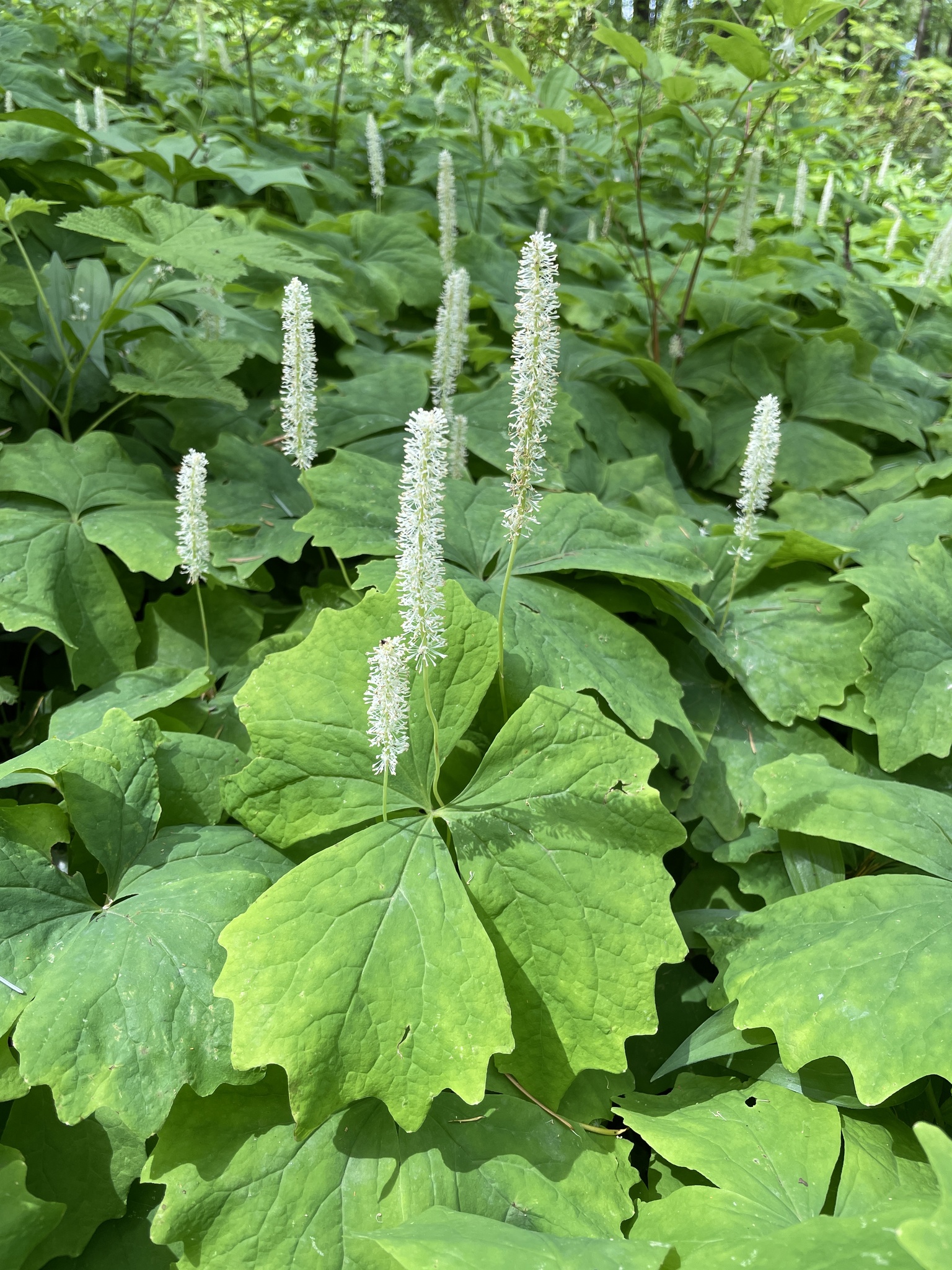 Achlys triphylla