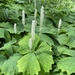 vanilla leaf