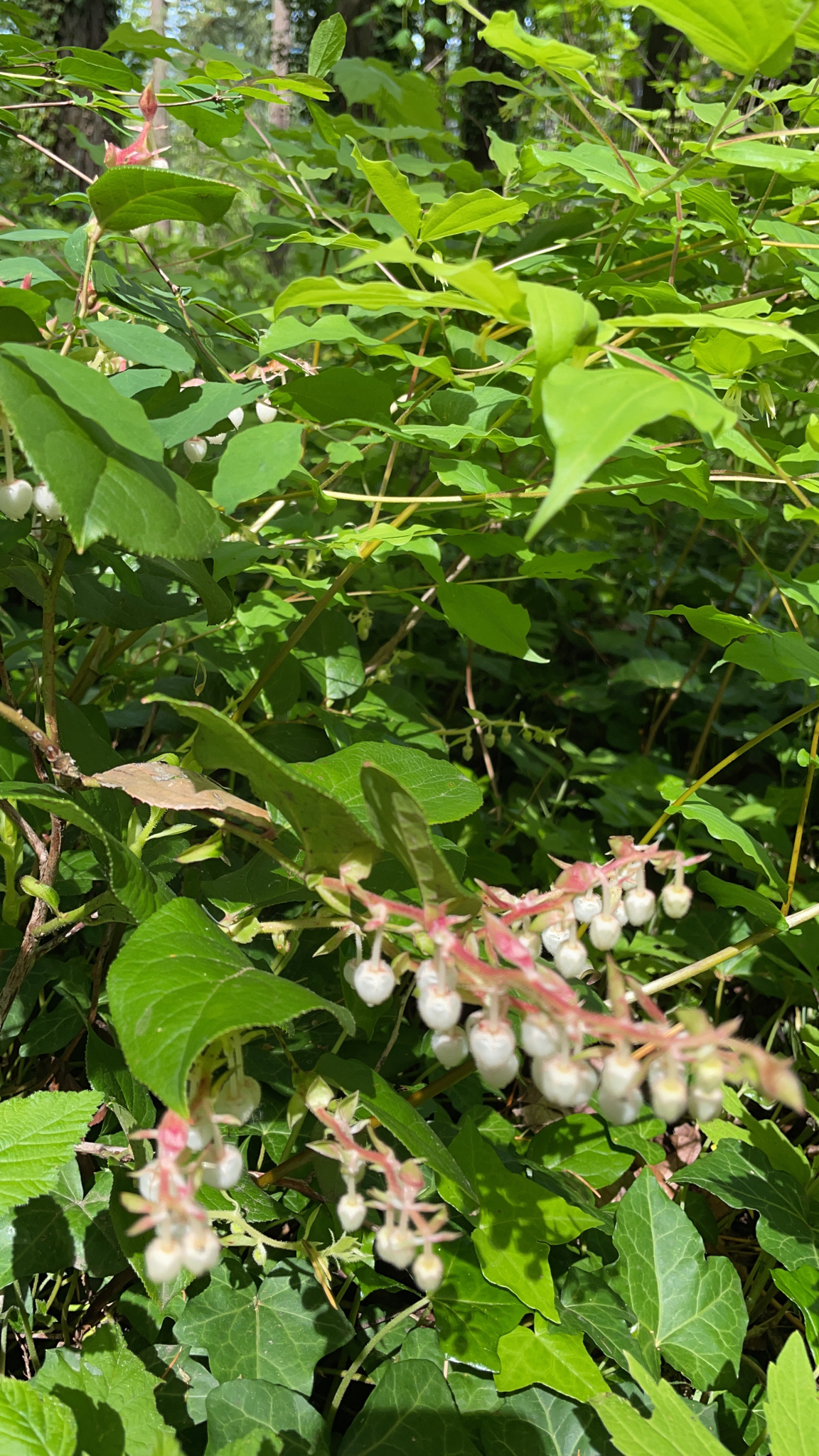 Gaultheria shallon