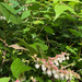 salal