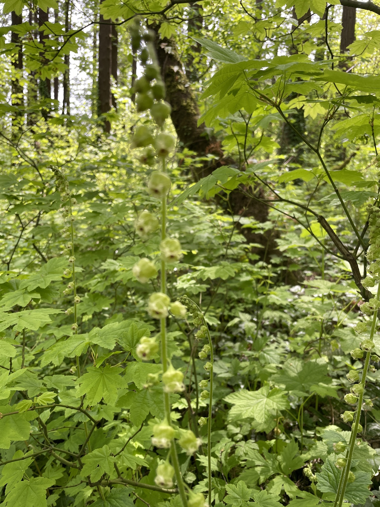 Tellima grandiflora