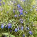 Giant Blue-eyed Mary
