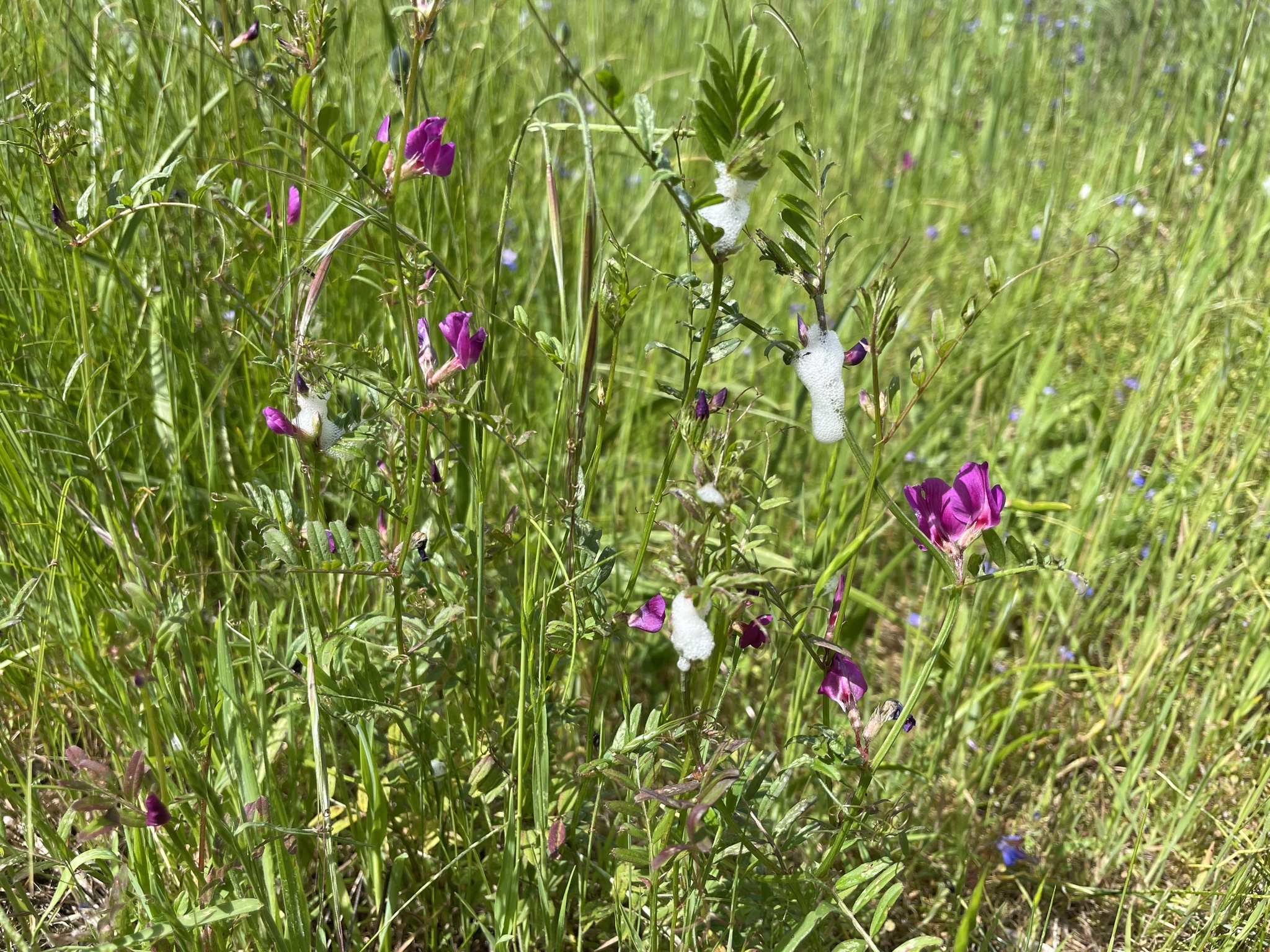 Vicia sativa