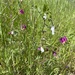 Common Vetch