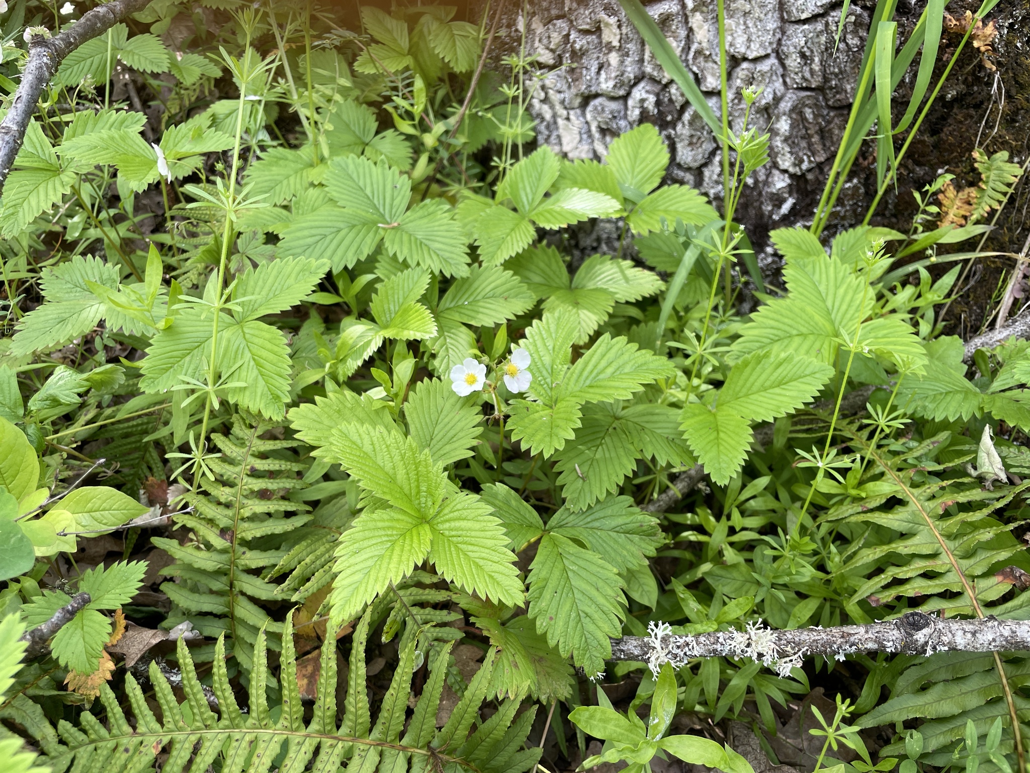 Fragaria vesca