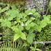 woodland strawberry