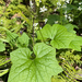 coastal manroot