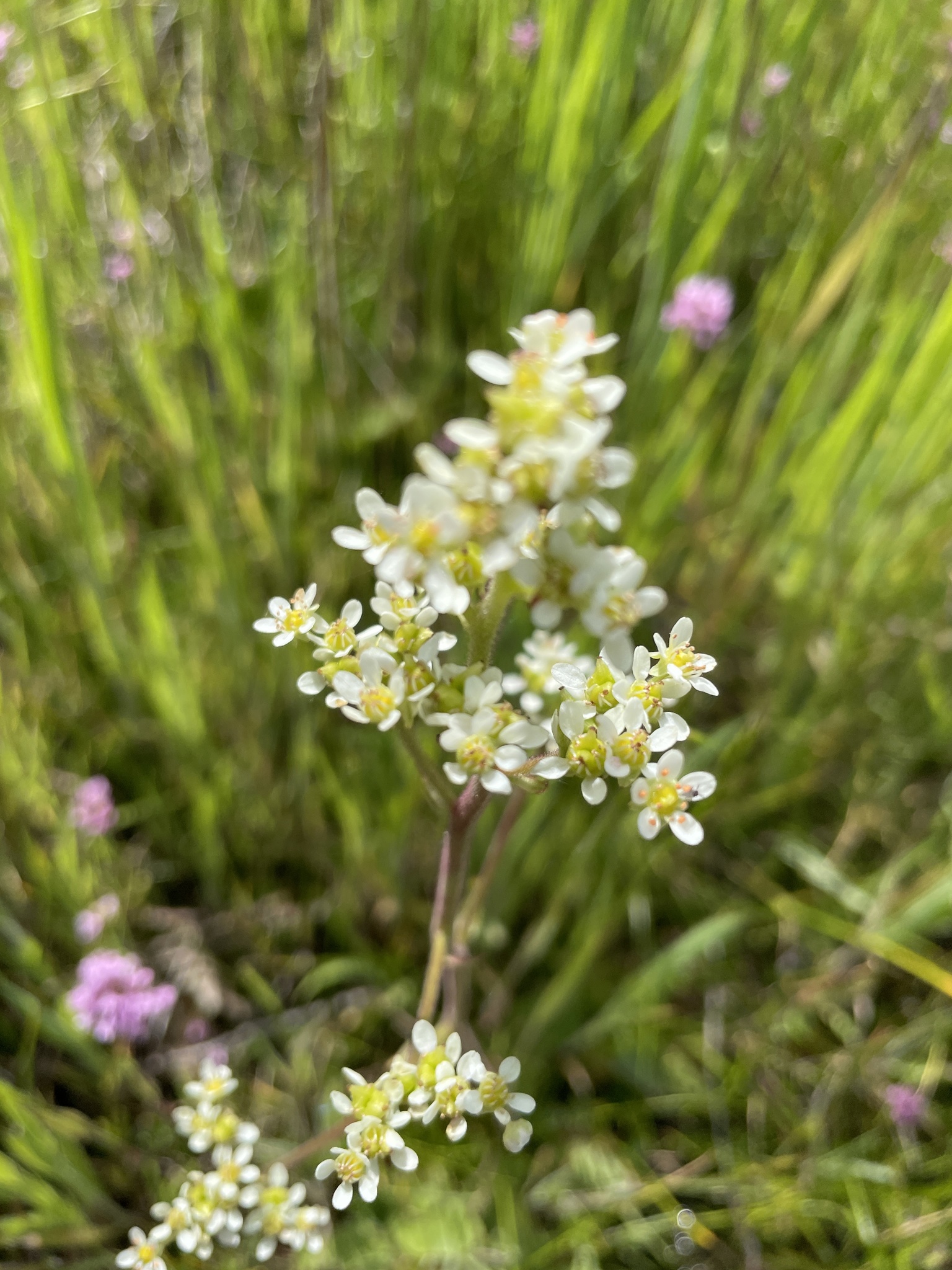 Micranthes oregana