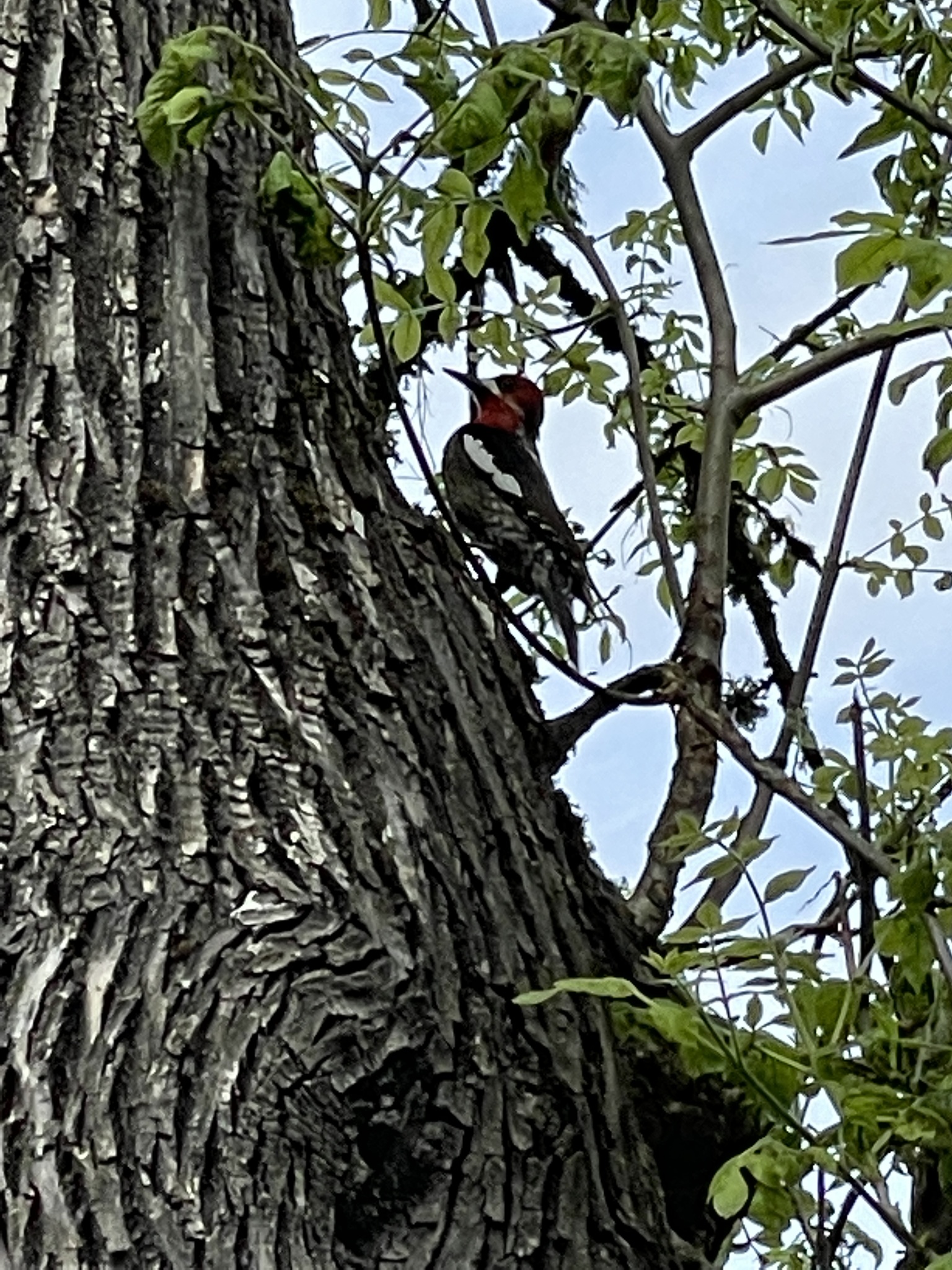 Sphyrapicus ruber