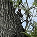 Red-breasted Sapsucker