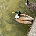 Domestic Mallard