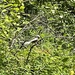 Spotted Towhee