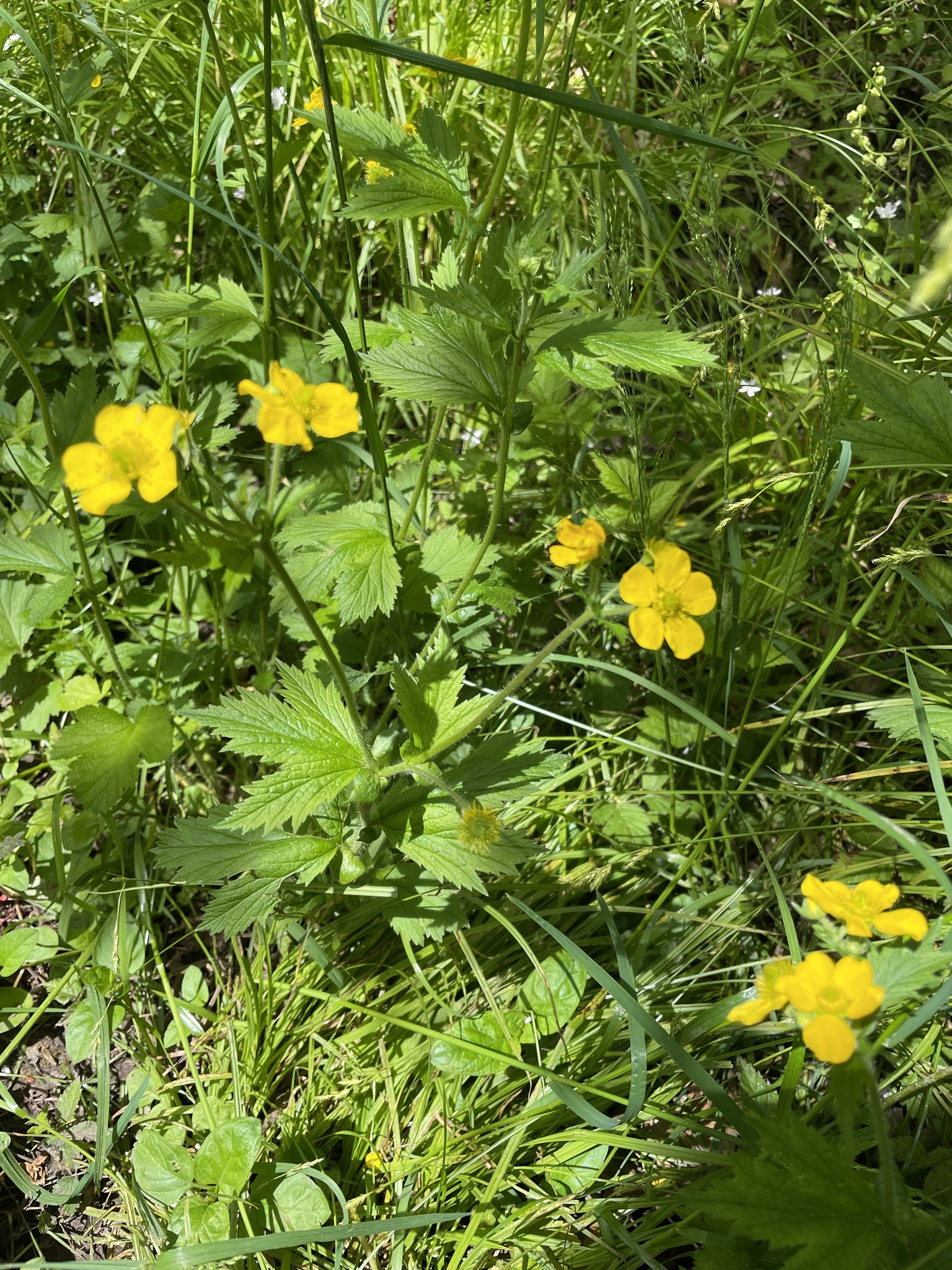 Geum