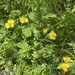 avens