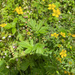 Large-leaved Avens