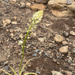 Deathcamas