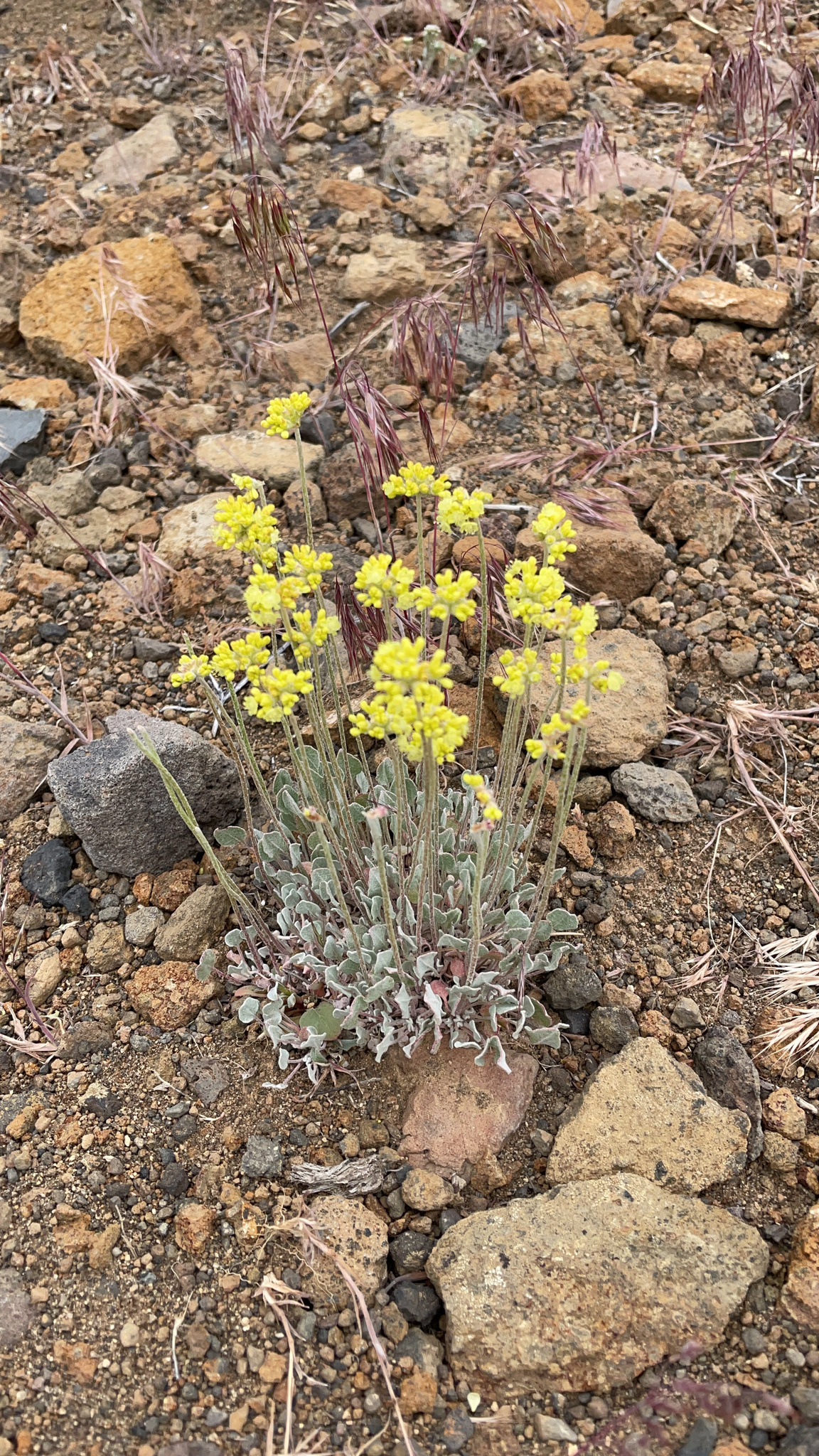 Eriogonum