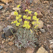 wild buckwheats