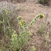 Fiddlenecks