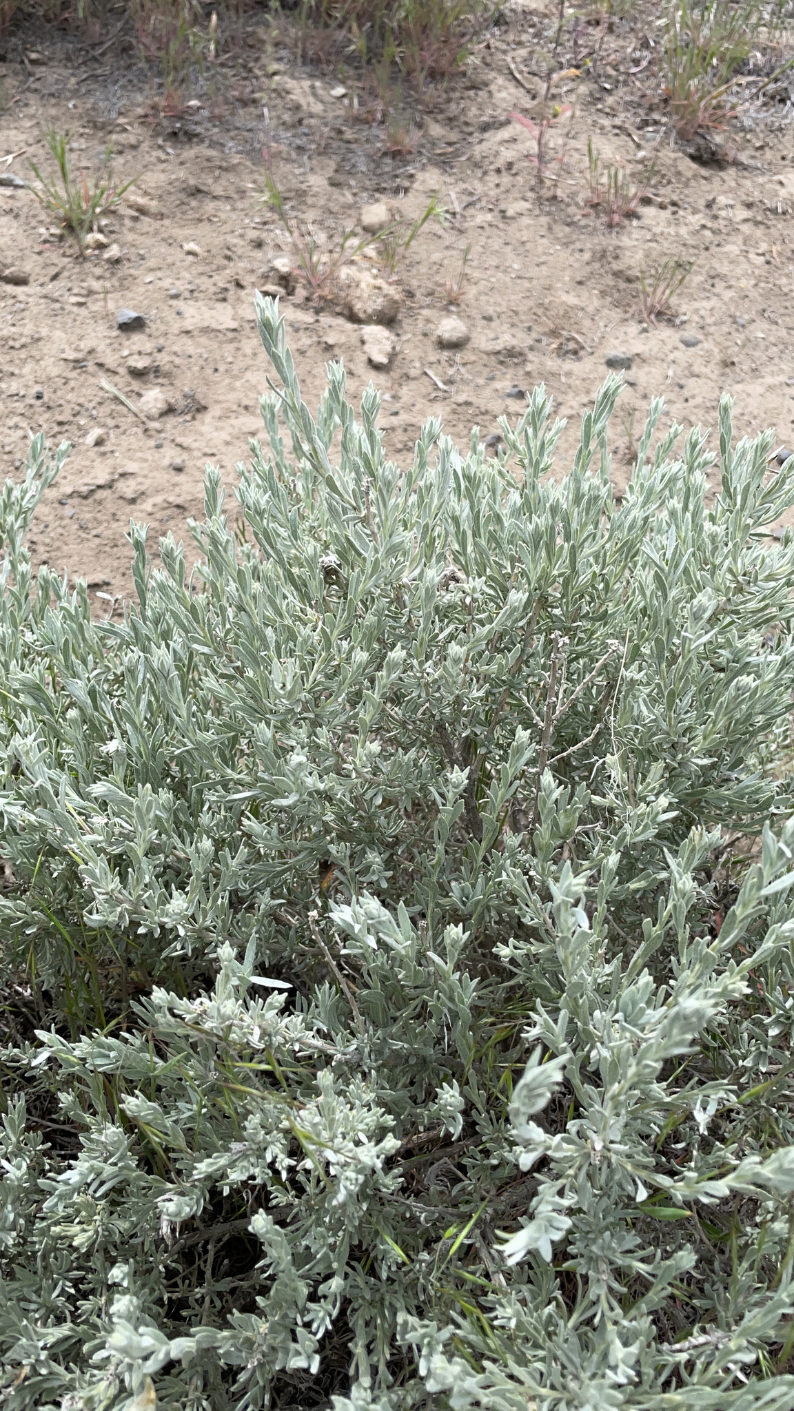 Artemisia