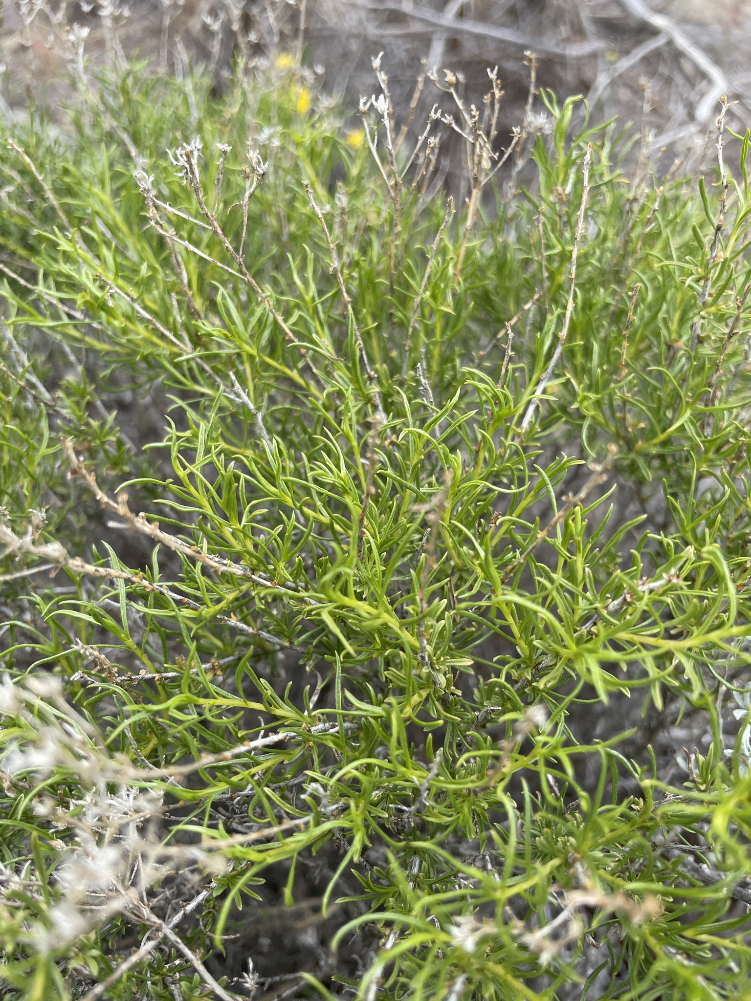 Gutierrezia sarothrae