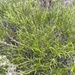 Broom Snakeweed