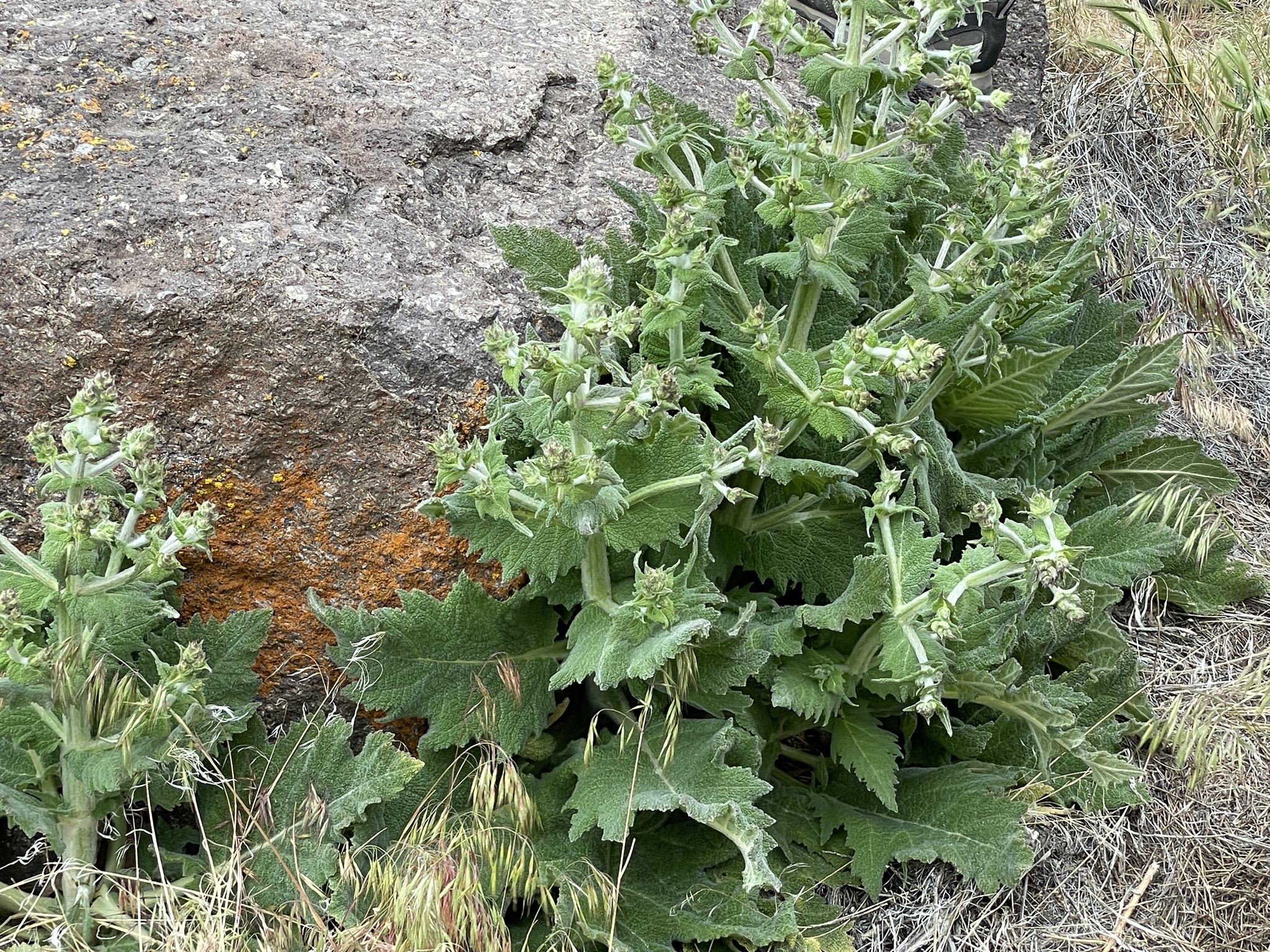 Salvia aethiopis