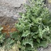 Mediterranean sage