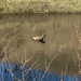 Pond and Box Turtles