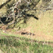 Turkey Vulture