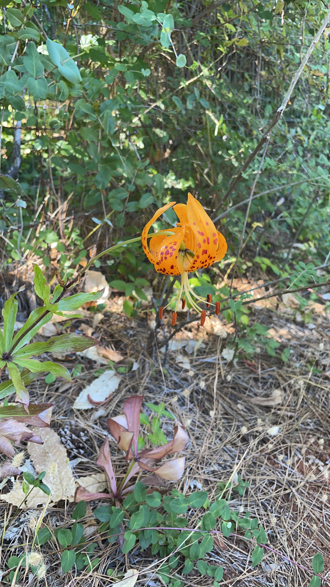 Lilium humboldtii