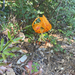 Humboldt's Lily