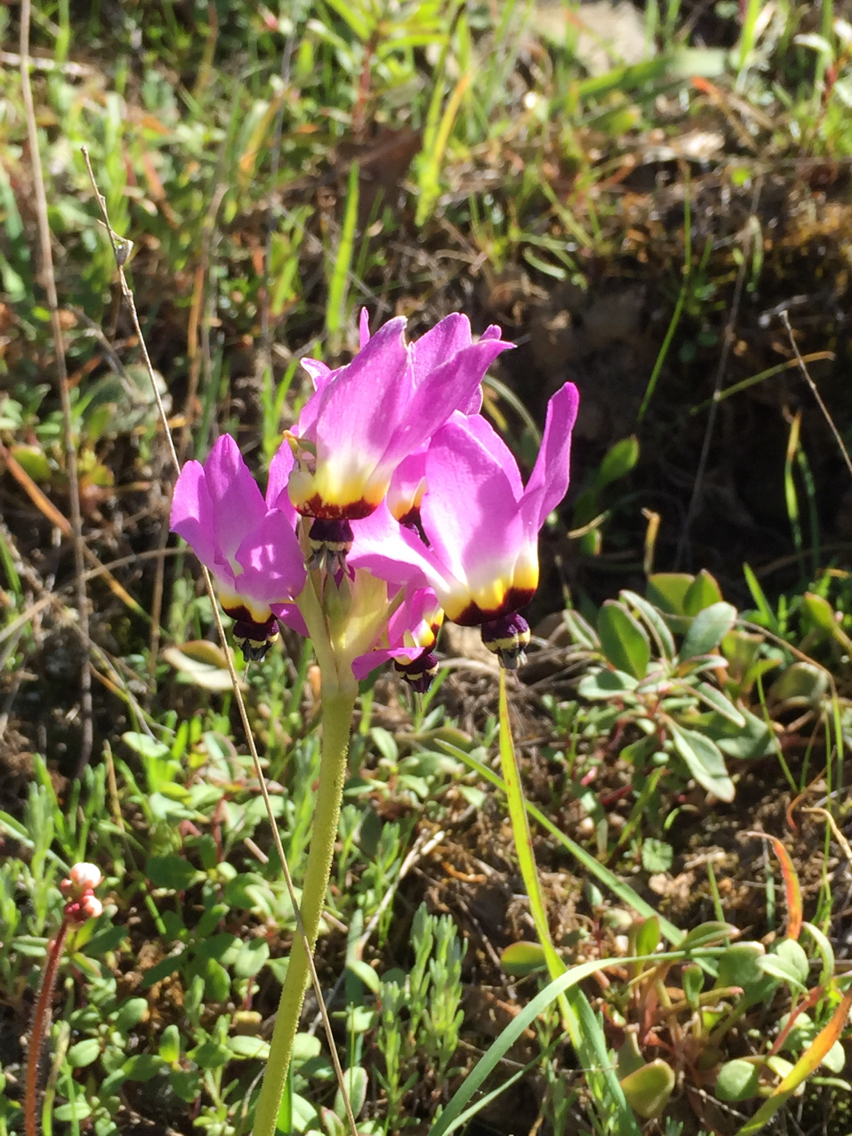 Primula hendersonii