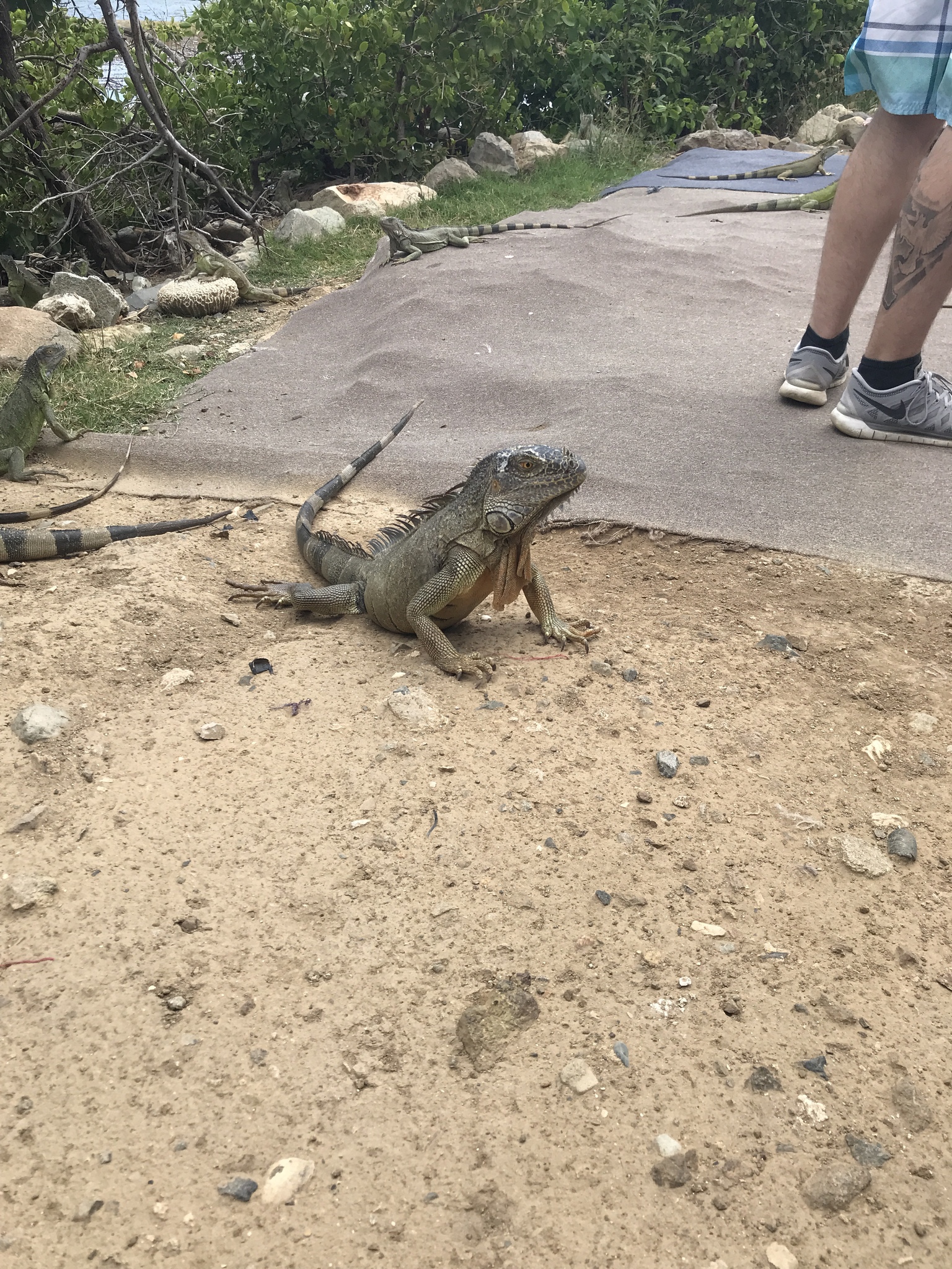 Iguana iguana