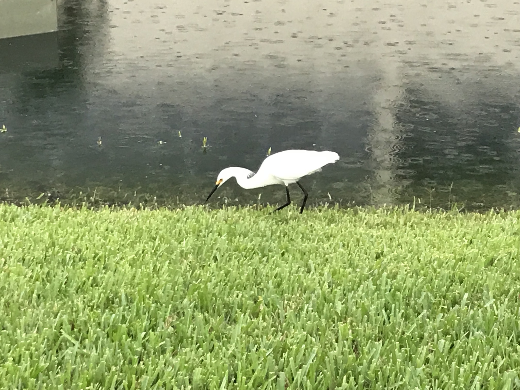 Egretta thula
