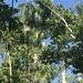 Puerto Rico royal palm