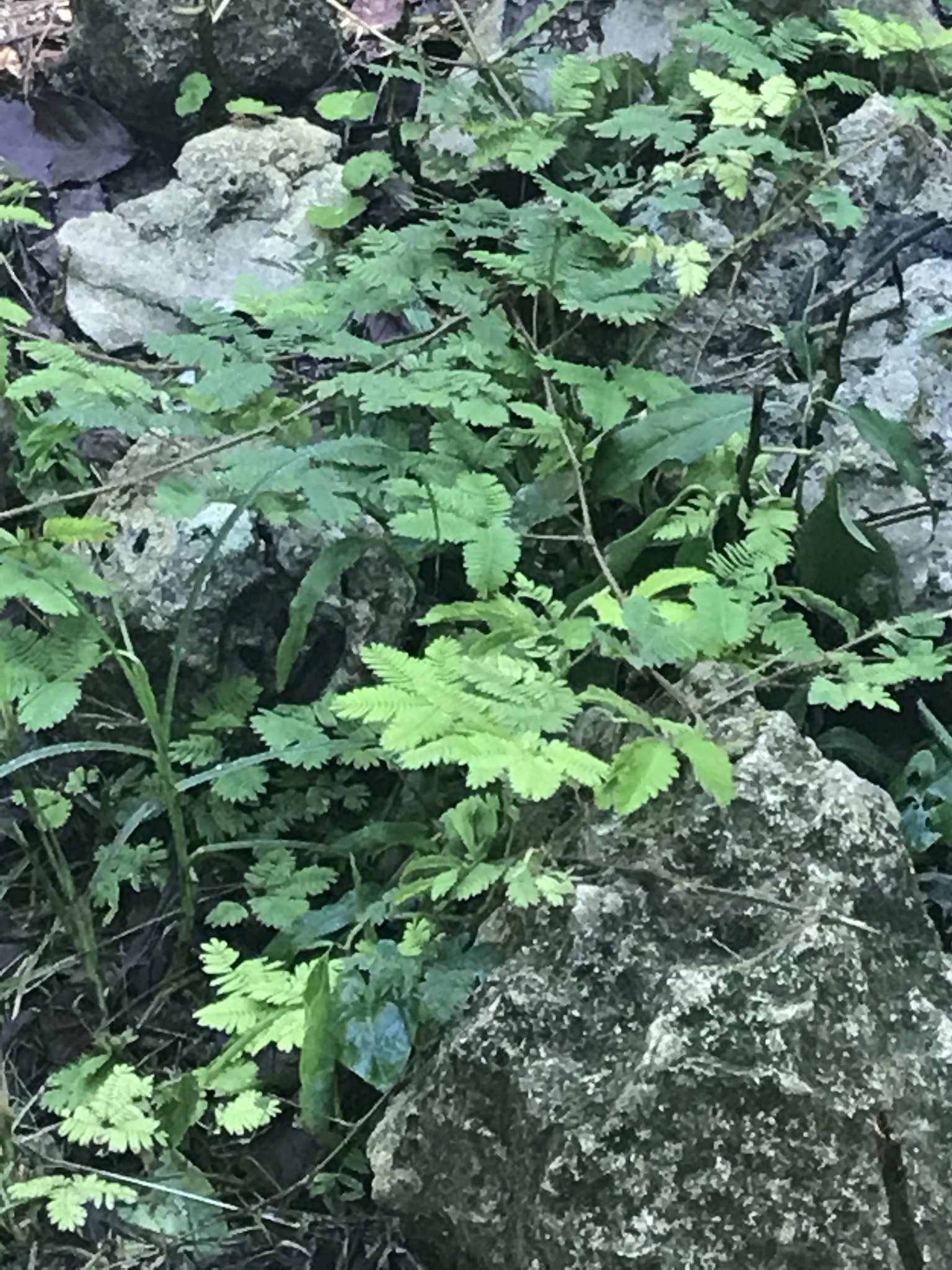 Mimosa pudica