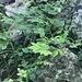 Sensitive Plant