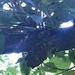 Banded Caracol