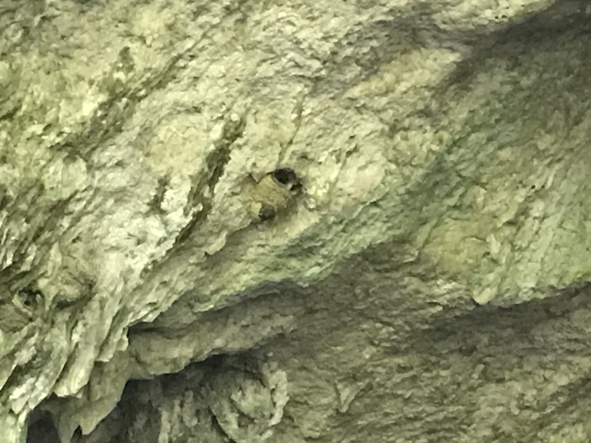 Petrochelidon fulva