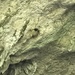 Cave Swallow