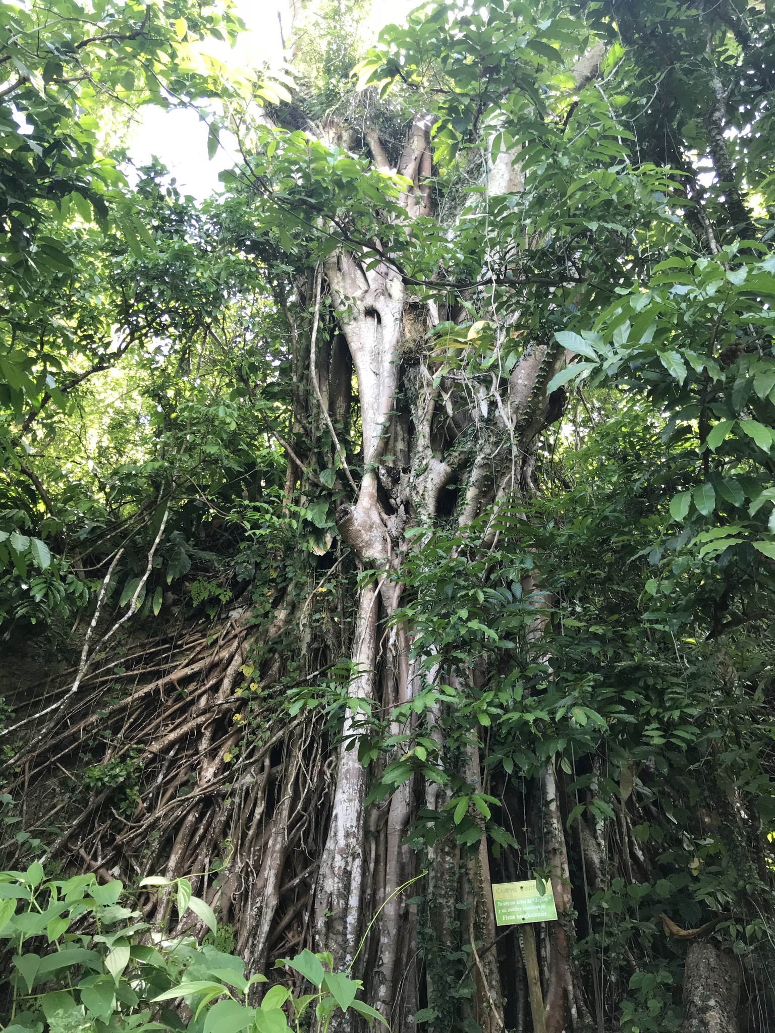 Ficus microcarpa