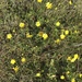 California buttercup